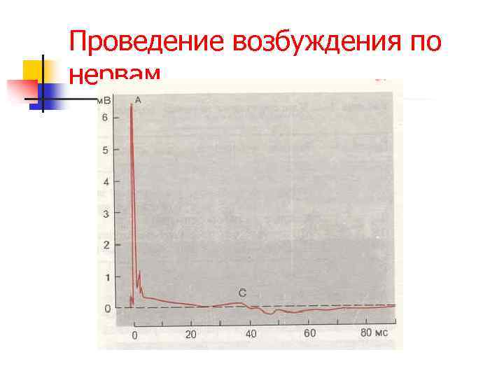 Проведение возбуждения по нервам 