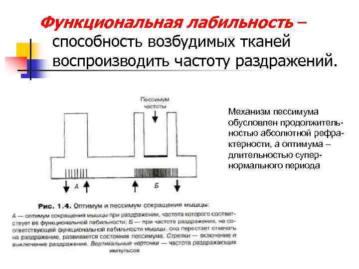 Функциональная лабильность – способность возбудимых тканей воспроизводить частоту раздражений. Механизм пессимума обусловлен продолжительностью абсолютной