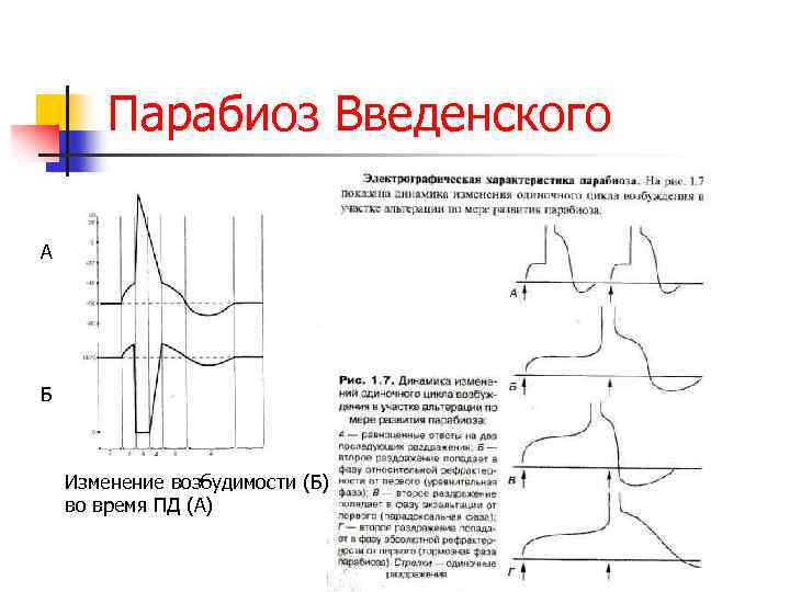 Парабиоз Введенского А Б Изменение возбудимости (Б) во время ПД (А) 