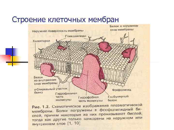 Строение клеточных мембран 