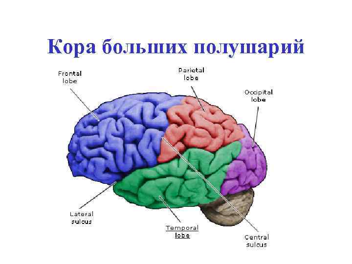 Кора больших полушарий картинка