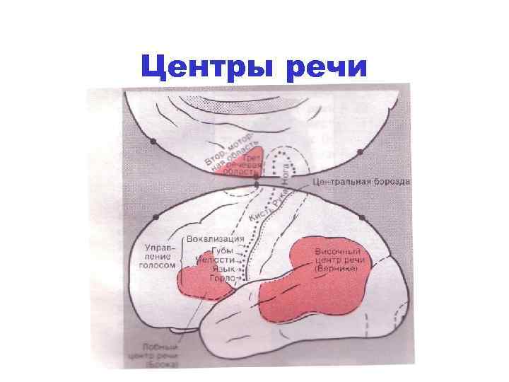 Центры речи 
