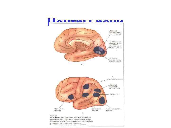 Центры речи 