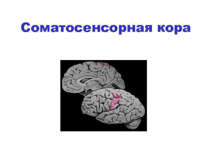 Соматосенсорная кора 