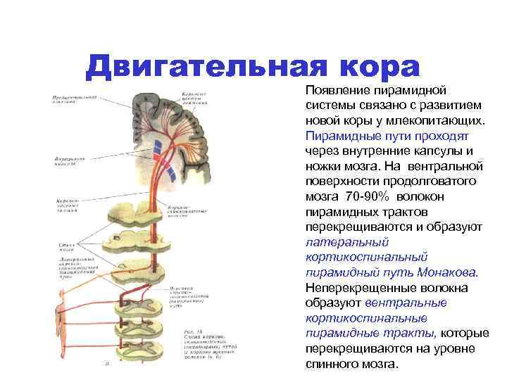 Проводящие пути экстрапирамидной системы. Строение пирамидной системы неврология. Пирамидные пути внутренней капсулы. Строение и функции пирамидной системы. Вентральный пирамидный путь.