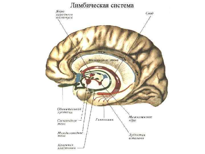 Лимбическая система 