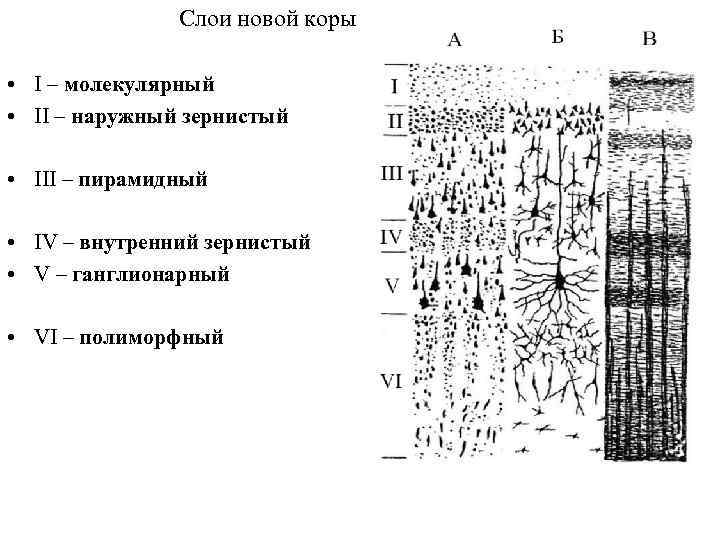 Схема слоев коры больших полушарий