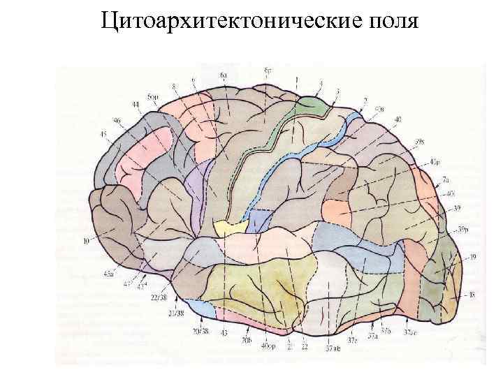 Кора больших полушарий гистология рисунок