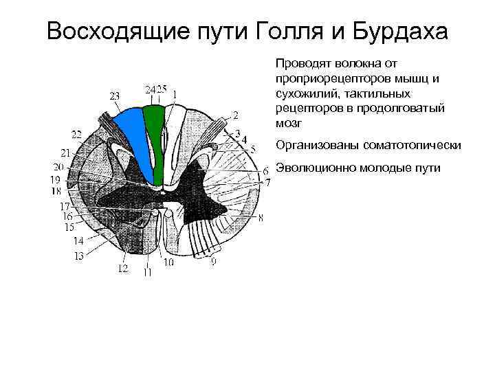 Путь голля и бурдаха схема