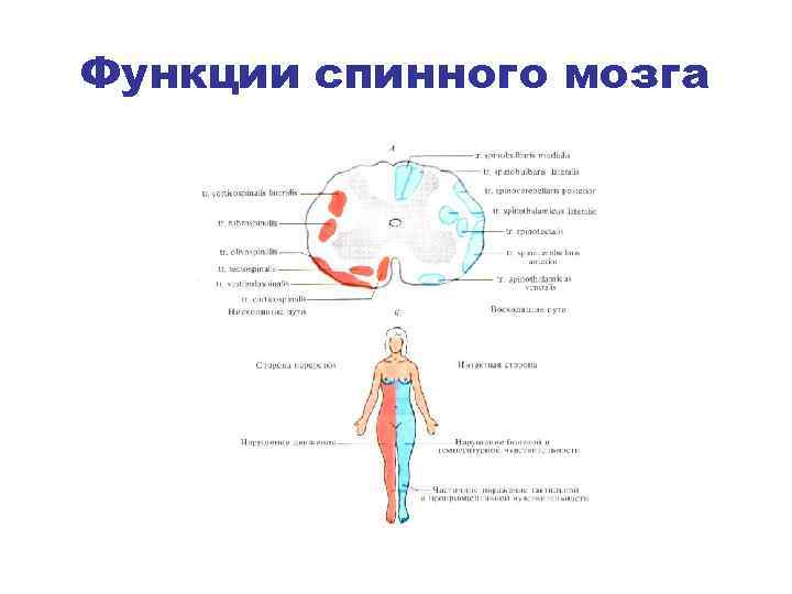 Функции спинного мозга 