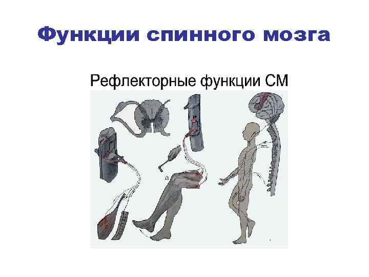 Функции спинного мозга 