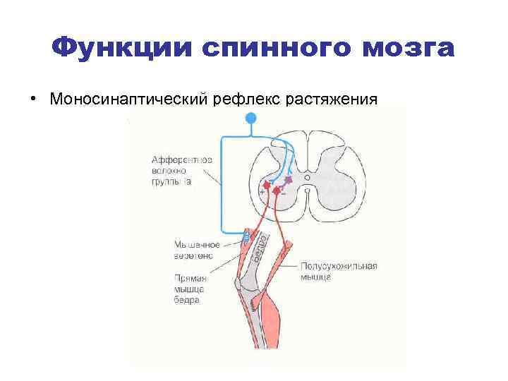 Схема рефлекса растяжения