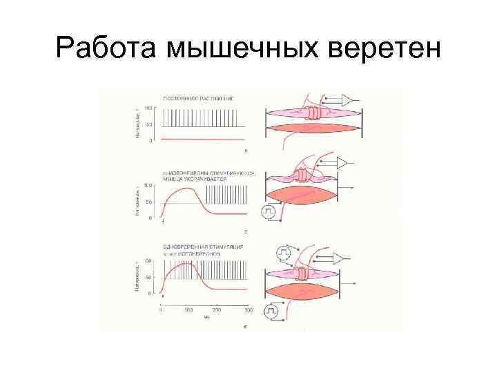 Работа мышечных веретен 