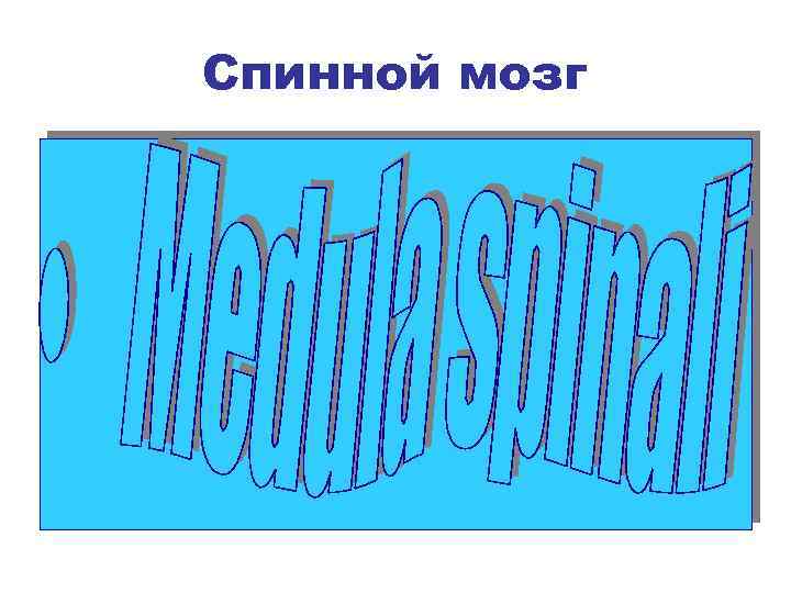 Спинной мозг 