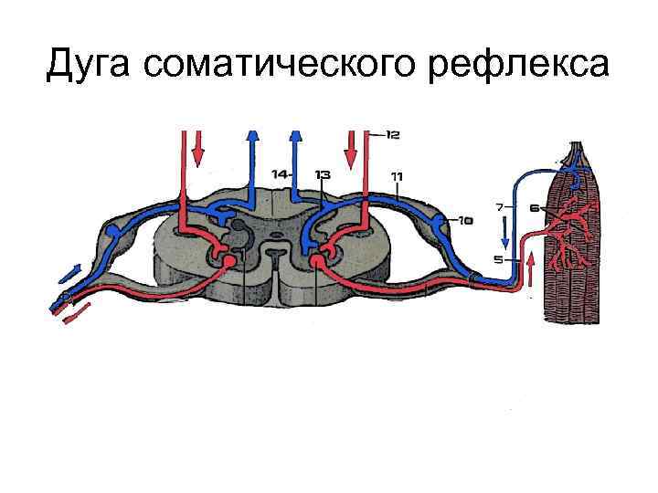 Дуга соматического рефлекса 