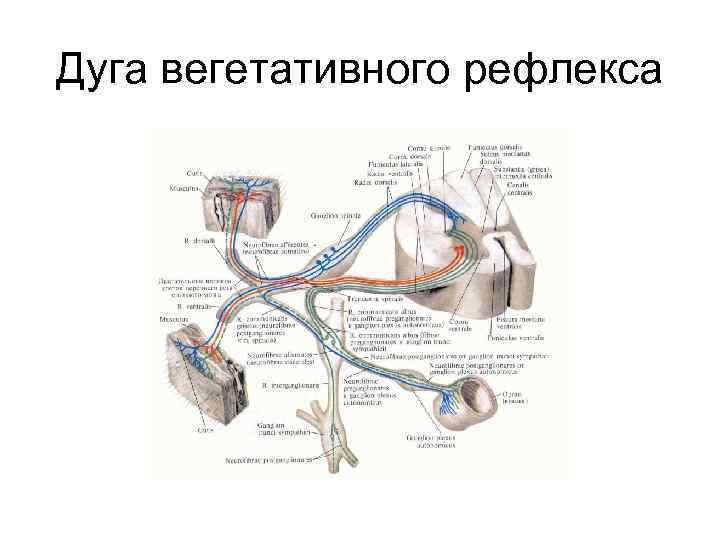 Дуга вегетативного рефлекса 