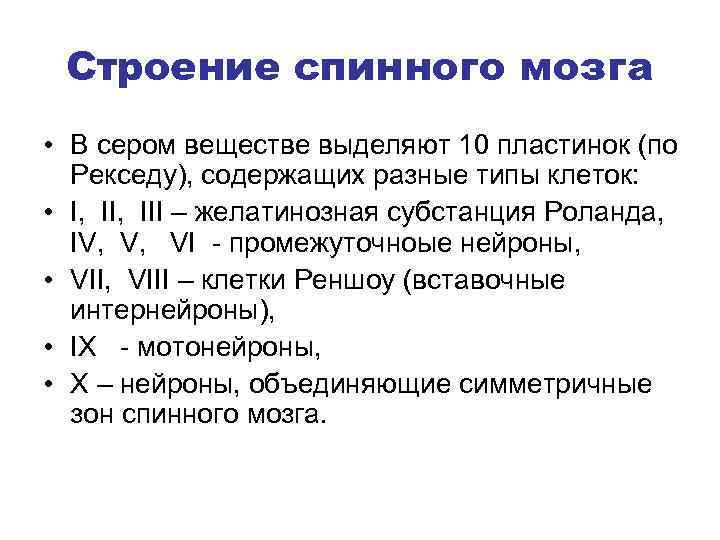 Строение спинного мозга • В сером веществе выделяют 10 пластинок (по Рекседу), содержащих разные