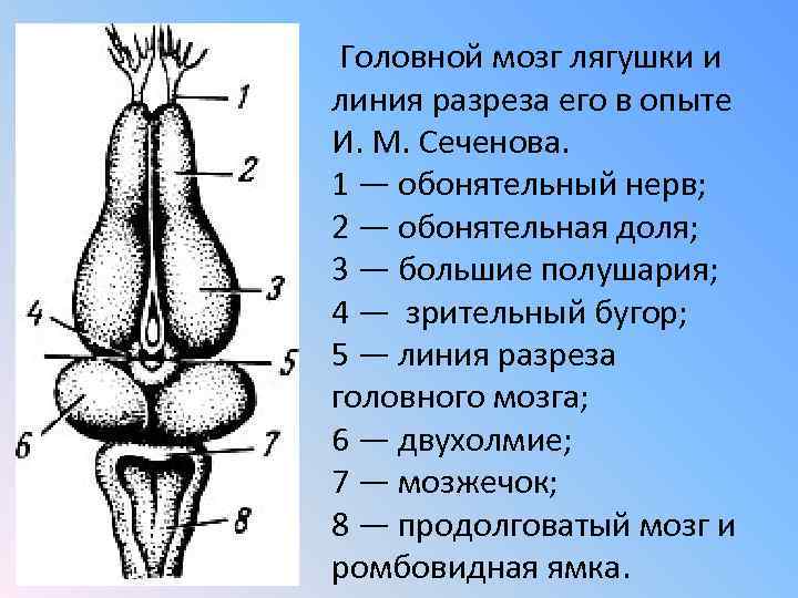  Головной мозг лягушки и линия разреза его в опыте И. М. Сеченова. 1