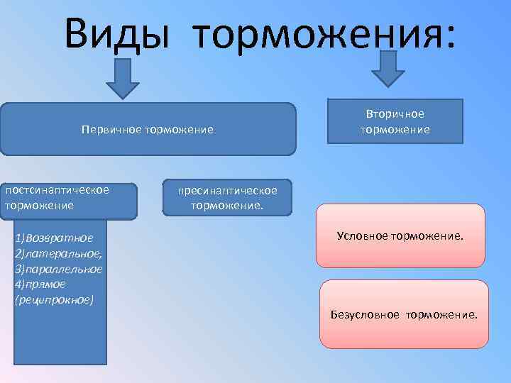 Виды торможения: Первичное торможение постсинаптическое торможение 1)Возвратное 2)латеральное, 3)параллельное 4)прямое (реципрокное) Вторичное торможение пресинаптическое