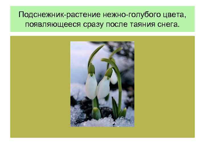 Подснежник-растение нежно-голубого цвета, появляющееся сразу после таяния снега. 