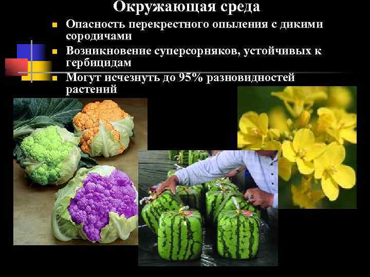 Окружающая среда n n n Опасность перекрестного опыления с дикими сородичами Возникновение суперсорняков, устойчивых