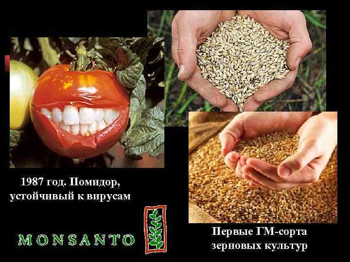1987 год. Помидор, устойчивый к вирусам Первые ГМ-сорта зерновых культур 