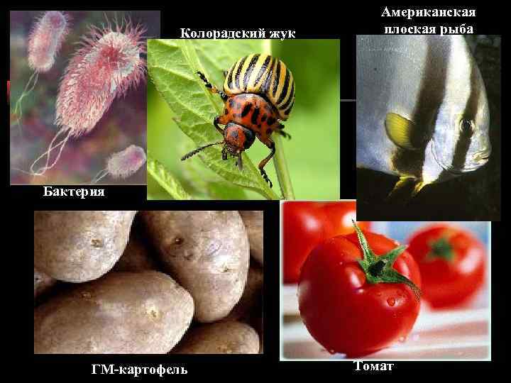 Колорадский жук Американская плоская рыба Бактерия ГМ-картофель Томат 
