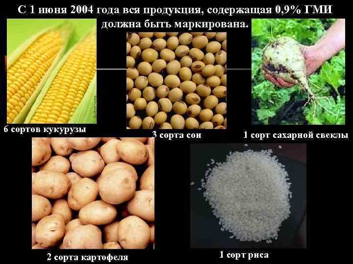 С 1 июня 2004 года вся продукция, содержащая 0, 9% ГМИ должна быть маркирована.