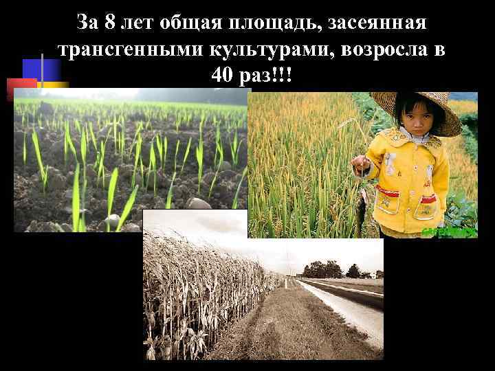 За 8 лет общая площадь, засеянная трансгенными культурами, возросла в 40 раз!!! 