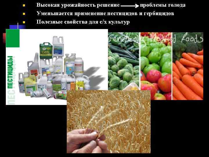 n n n Высокая урожайность решение проблемы голода Уменьшается применение пестицидов и гербицидов Полезные