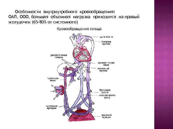 Особенности внутриутробного кровообращения: ОАП, ООО, большая объемная нагрузка приходится на правый желудочек (65 -80%