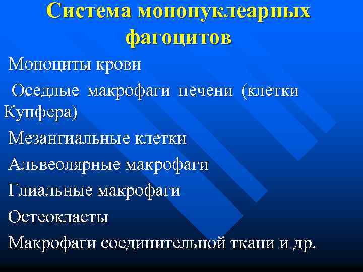 Система мононуклеарных фагоцитов Моноциты крови Оседлые макрофаги печени (клетки Купфера) Мезангиальные клетки Альвеолярные макрофаги