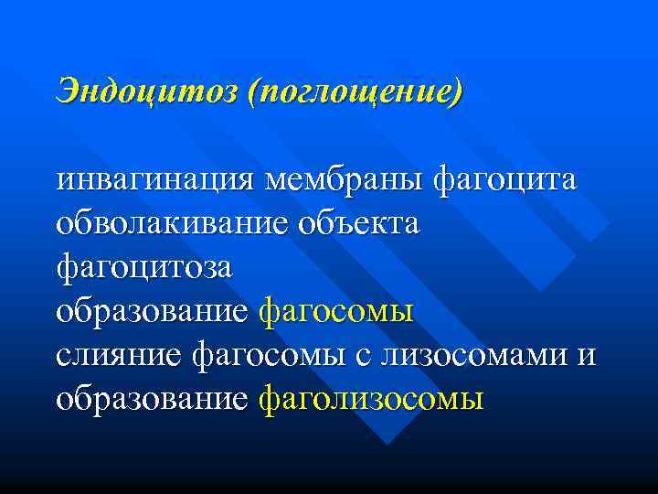 Эндоцитоз (поглощение) инвагинация мембраны фагоцита обволакивание объекта фагоцитоза образование фагосомы слияние фагосомы с лизосомами