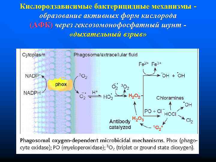 Кислородзависимые бактерицидные механизмы образование активных форм кислорода (АФК) через гексозомонофосфатный шунт «дыхательный взрыв» 