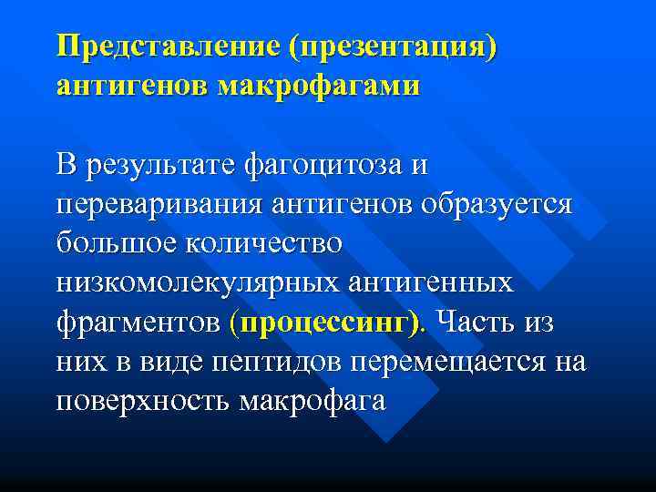 Представление (презентация) антигенов макрофагами В результате фагоцитоза и переваривания антигенов образуется большое количество низкомолекулярных