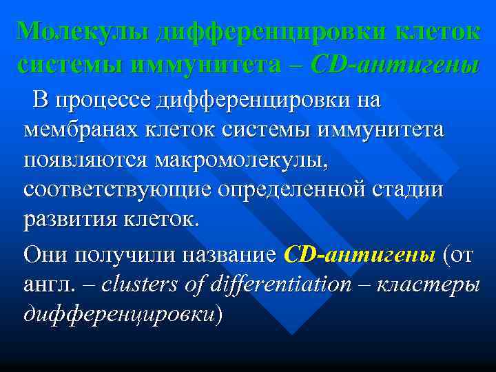 Молекулы дифференцировки клеток системы иммунитета – CD-антигены В процессе дифференцировки на мембранах клеток системы