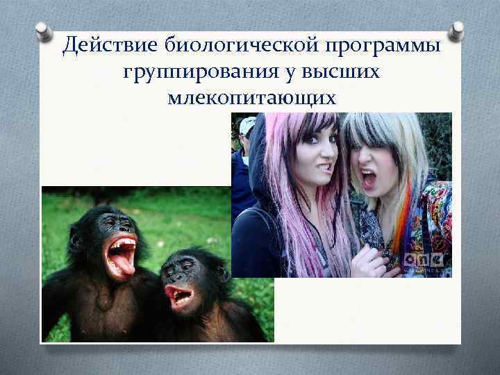 Действие биологической программы группирования у высших млекопитающих 