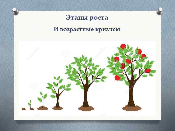 Этапы роста И возрастные кризисы 