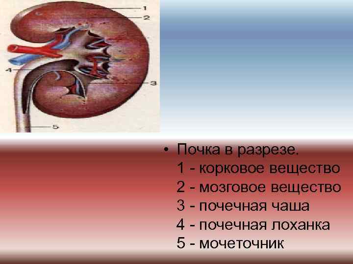  • Почка в разрезе. 1 - корковое вещество 2 - мозговое вещество 3