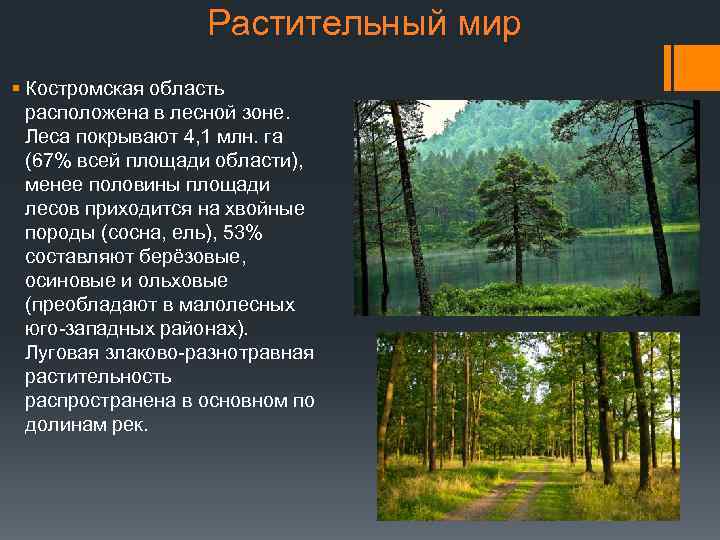 Богатство лесной зоны. Растительный мир Костромской области. Природные зоны Костромской области. Растительный мир Костромского края. Растительность Костромской области.