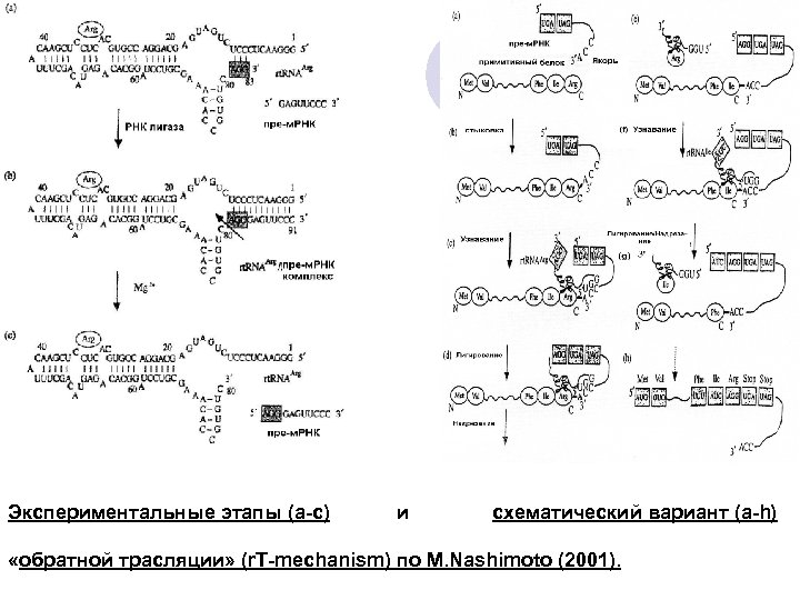 Экспериментальные этапы (a-c) и схематический вариант (a-h) «обратной трасляции» (r. T-mechanism) по M. Nashimoto