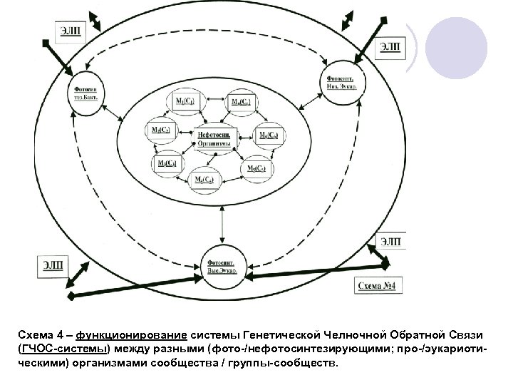 Схема 4 – функционирование системы Генетической Челночной Обратной Связи (ГЧОС-системы) между разными (фото-/нефотосинтезирующими; про-/эукариотическими)