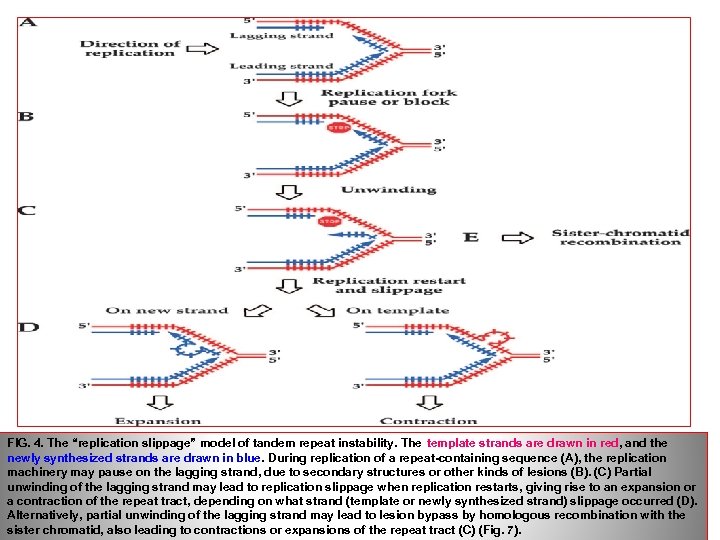 FIG. 4. The “replication slippage” model of tandem repeat instability. The template strands are