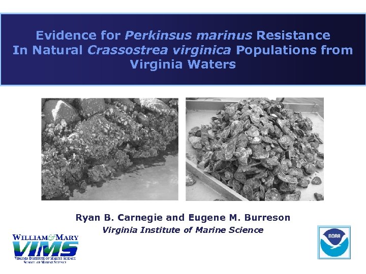 Evidence for Perkinsus marinus Resistance In Natural Crassostrea virginica Populations from Virginia Waters Ryan
