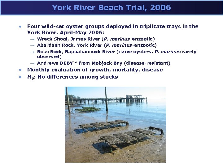 York River Beach Trial, 2006 • Four wild-set oyster groups deployed in triplicate trays