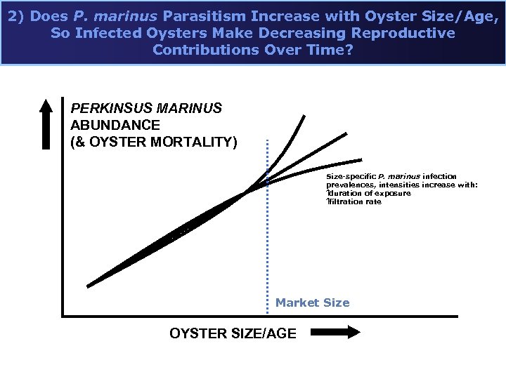 2) Does P. marinus Parasitism Increase with Oyster Size/Age, So Infected Oysters Make Decreasing