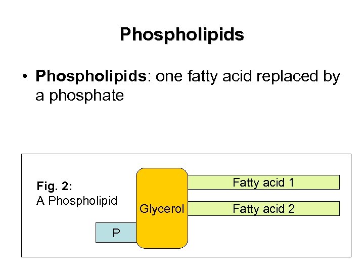 Phospholipids • Phospholipids: one fatty acid replaced by a phosphate Fig. 2: A Phospholipid