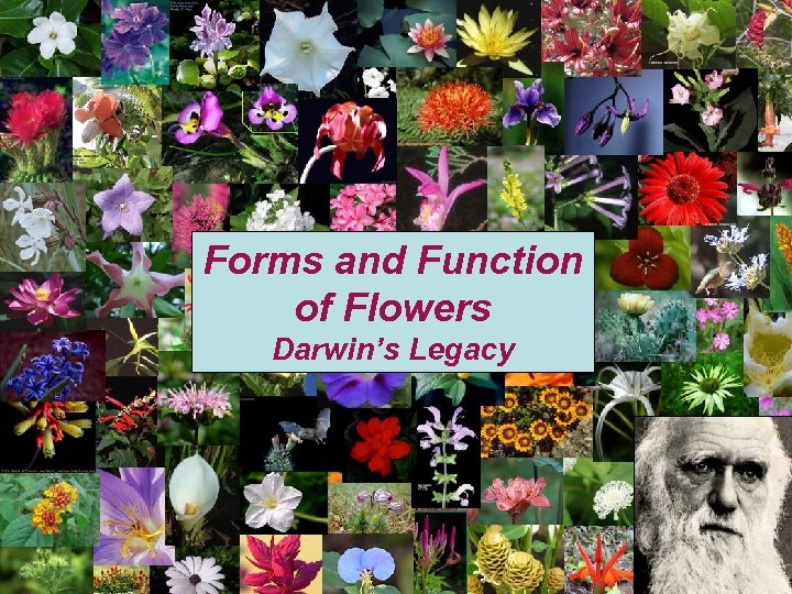 Forms and Function of Flowers Darwin’s Legacy 