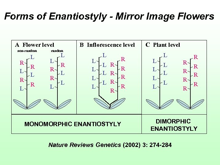 Forms of Enantiostyly - Mirror Image Flowers A Flower level non-random R L L