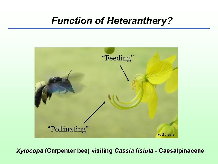 Function of Heteranthery? “Feeding” “Pollinating” © Barrett Xylocopa (Carpenter bee) visiting Cassia fistula -